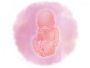 image4 e1580854506116 - Тридцать первая неделя беременности