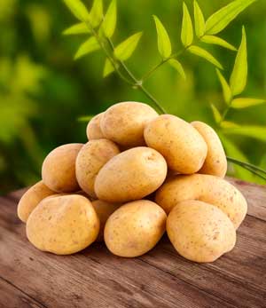 Путеводитель по разновидностям картофеля