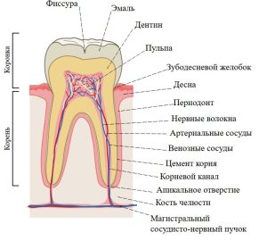 строение зуба