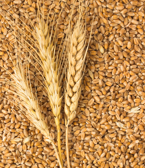 Солнце жизни в зернах пшеницы