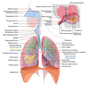 дыхательная система