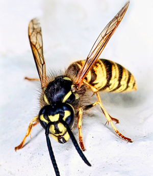 В Минздраве рассказали, что делать при укусе осы и пчелы