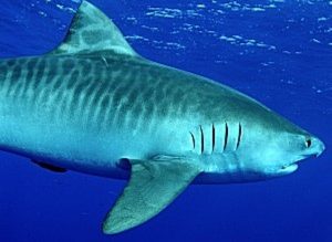 tiger shark1 - Опасности при купании в море. Кого нужно опасаться?