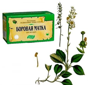 trava borovaya matka 879 580 - Боровая матка: лечебные свойства