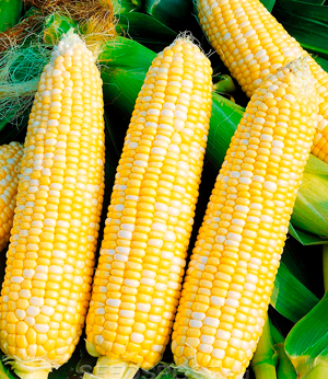 Выведена ГМО кукуруза с контрацептивным эффектом