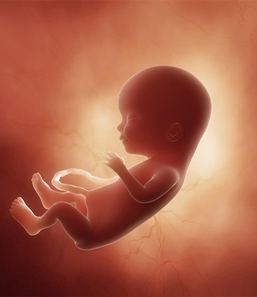 На каком этапе эмбрион становится личностью?