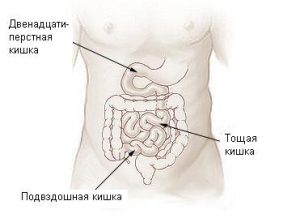 Тонкая кишка