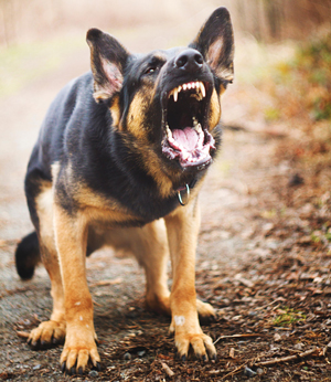 В МЧС рассказали, как остановить агрессивную собаку одним словом
